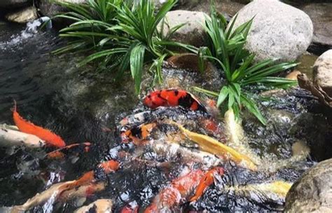 錦鯉飼養|缸養錦鯉五大技巧：打造健康活潑的水族寵物